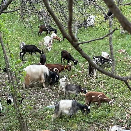 Avec Terrasse Dans Mas Historique Cevenol Διαμέρισμα Saint-Paul-la-Coste