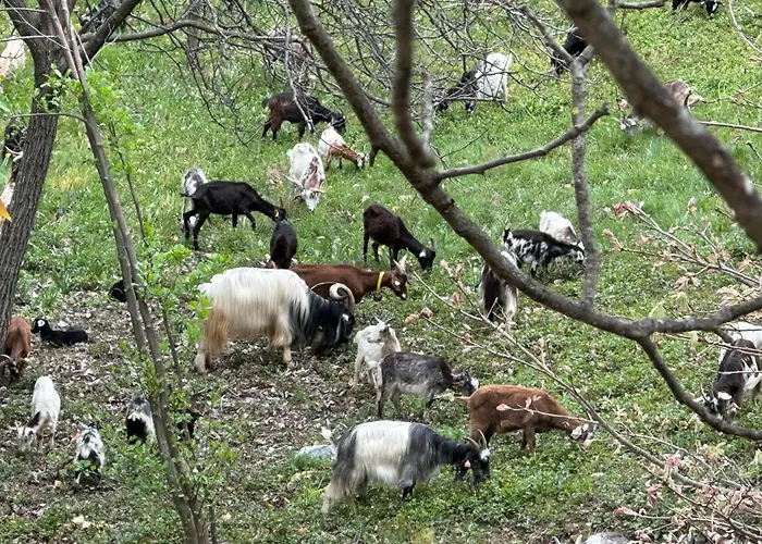Avec Terrasse Dans Mas Historique Cevenol Апартаменты Saint-Paul-la-Coste